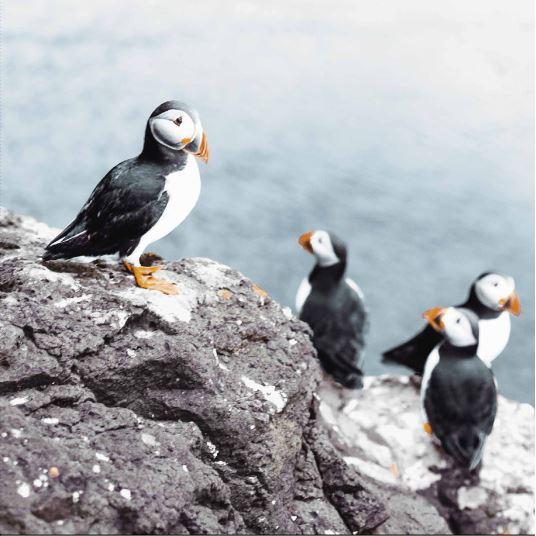 Serviet 3-lag 33 cm 20stk/12 (LUNDAR Á RÓK) 3-pk