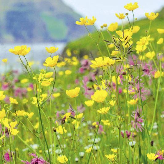 Serviet 3-lag 33 cm 20stk/12 (BLÓMATEYGUR)