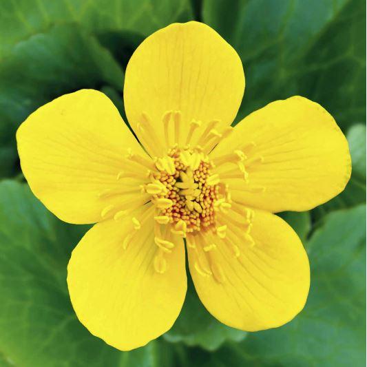 Serviet 3-lag 33 cm 20stk/12 (SÓLJA)